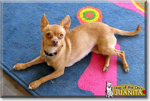 Juanita, the Dog of the Day