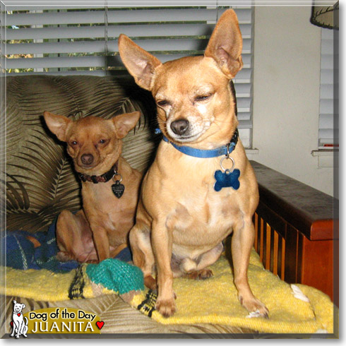 Juanita, the Dog of the Day