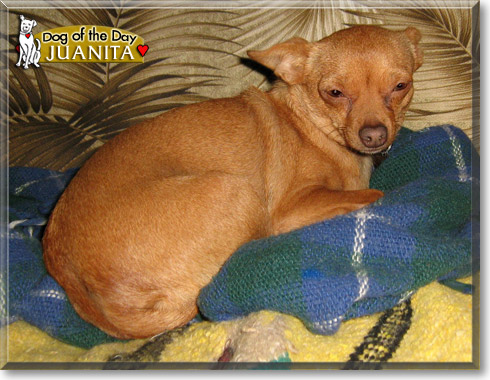 Juanita, the Dog of the Day