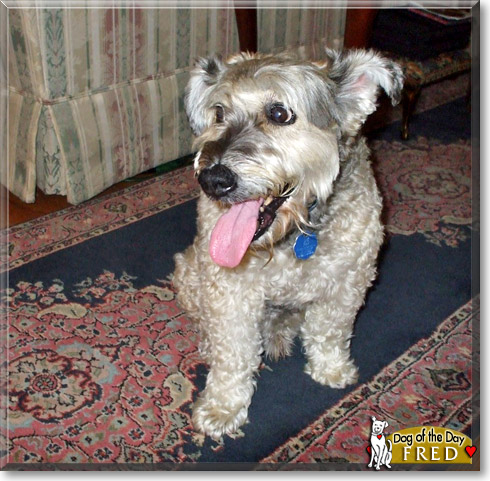 Fred, the Dog of the Day