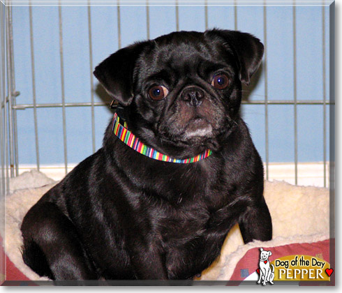 Pepper, the Dog of the Day