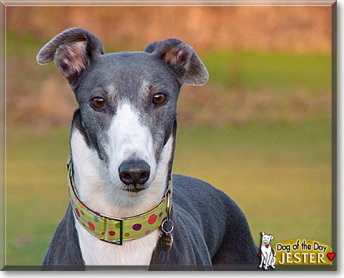 Jester, the Dog of the Day