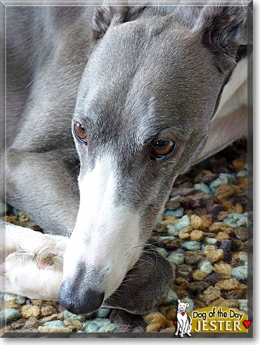 Jester, the Dog of the Day