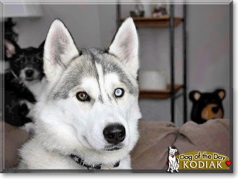 Kodiak, the Dog of the Day Kodiak, the Dog of the Day