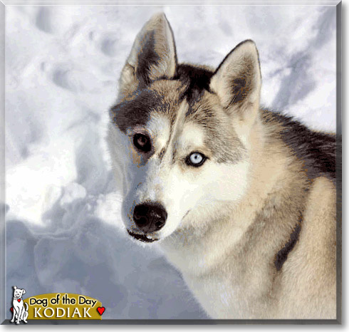 Kodiak, the Dog of the Day Kodiak, the Dog of the Day