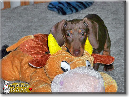 Isaac, the Dog of the Day