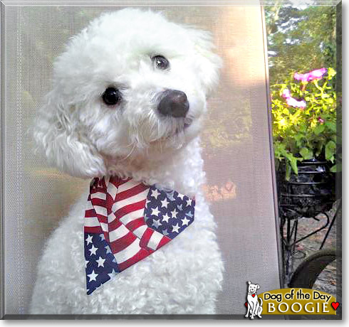 Boogie, the Dog of the Day Boogie, the Dog of the Day