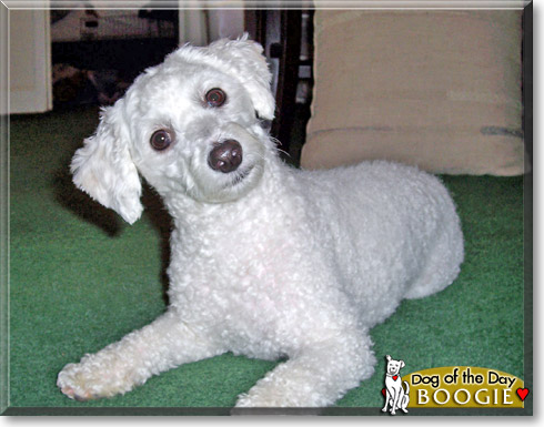 Boogie, the Dog of the Day Boogie, the Dog of the Day