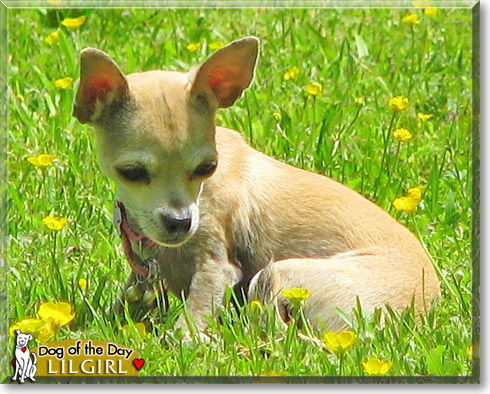 LilGirl, the Dog of the Day