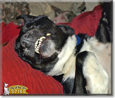 Spike, the Dog of the Day Spike, the Dog of the Day