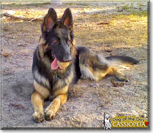 Cassiopeia, the Dog of the Day