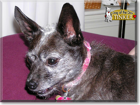 Tinker, the Dog of the Day
