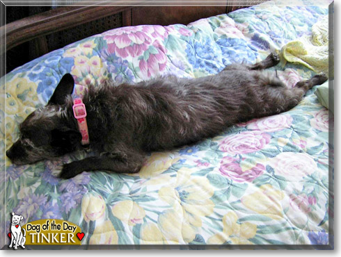 Tinker, the Dog of the Day