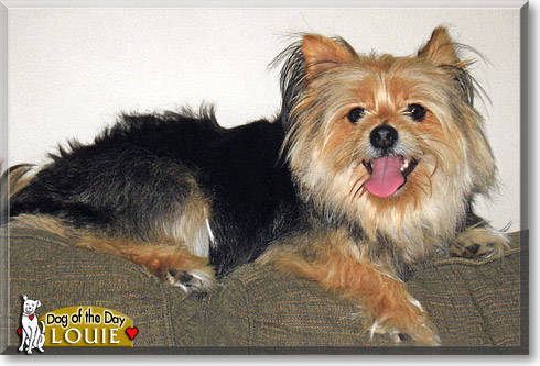 Louie, the Dog of the Day