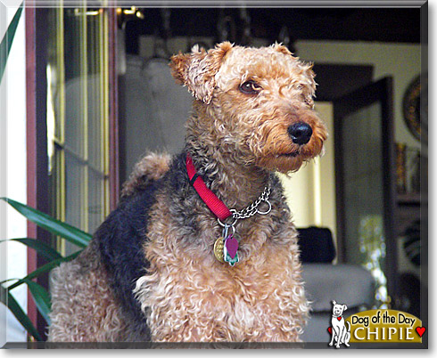 Chipie, the Dog of the Day