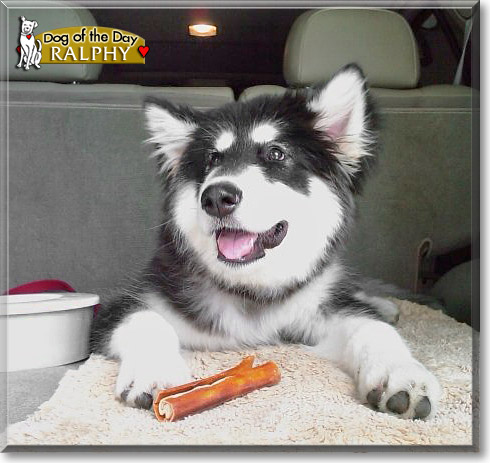 Ralphy, the Dog of the Day