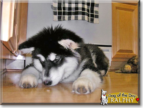 Ralphy, the Dog of the Day