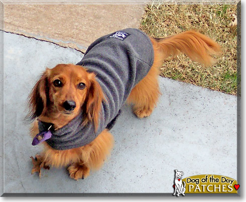 Patches, the Dog of the Day