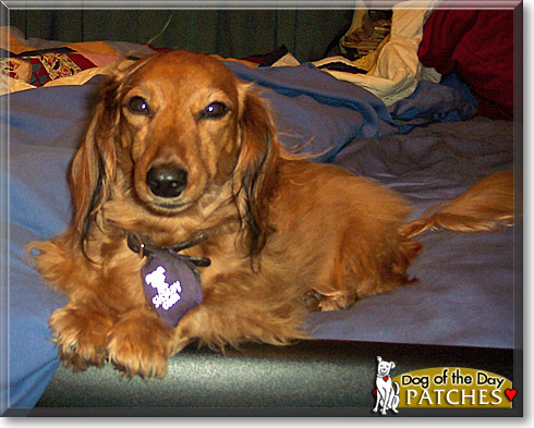 Patches, the Dog of the Day