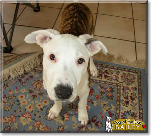 Bailey, the Dog of the Day