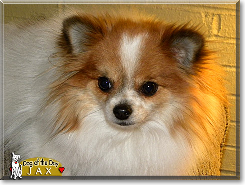 Jax, the Dog of the Day