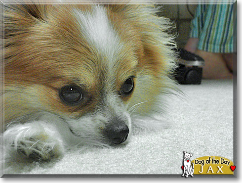 Jax, the Dog of the Day