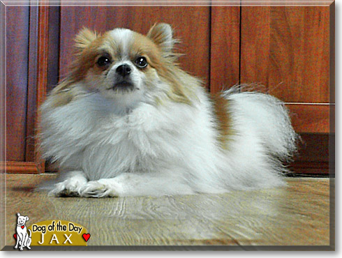 Jax, the Dog of the Day