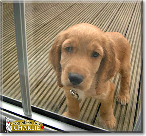 Charlie, the Dog of the Day