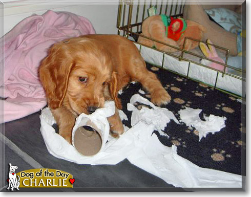 Charlie, the Dog of the Day
