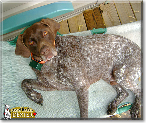 Dexter, the Dog of the Day