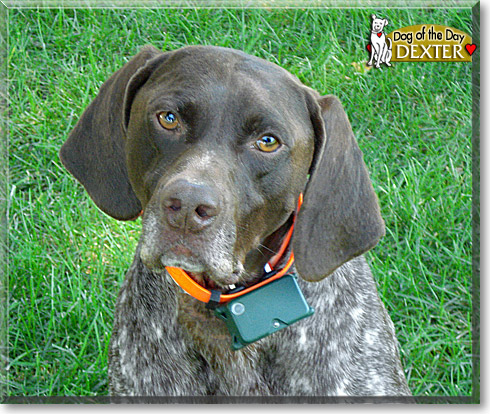 Dexter, the Dog of the Day