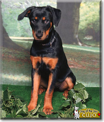 Cujo, the Dog of the Day