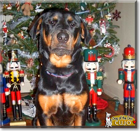 Cujo, the Dog of the Day
