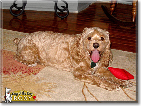 Roxy, the Dog of the Day