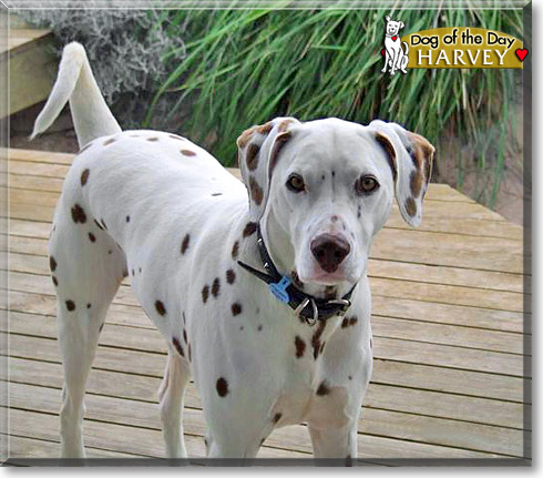 Harvey, the Dog of the Day