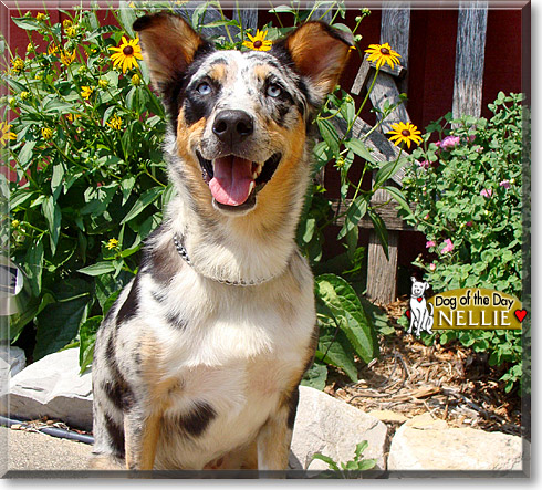 Nellie, the Dog of the Day Nellie, the Dog of the Day