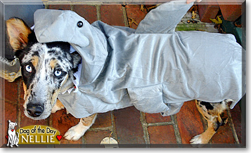 Nellie, the Dog of the Day Nellie, the Dog of the Day