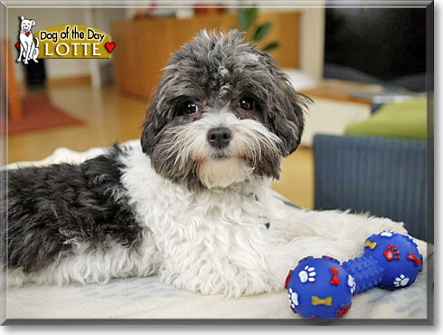 Lotte, the Dog of the Day
