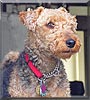 Chipie