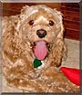Roxy