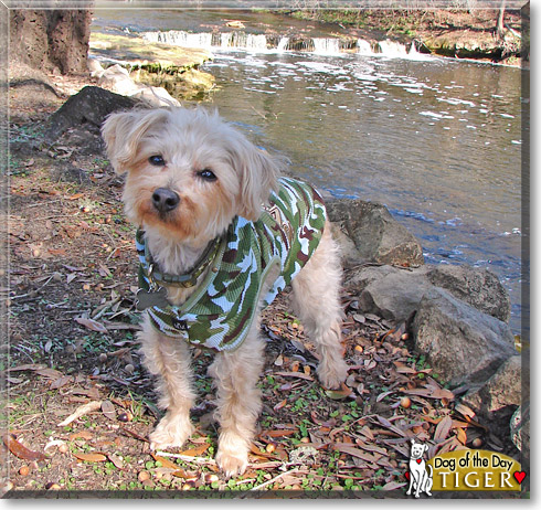 Tiger, the Dog of the Day Tiger, the Dog of the Day