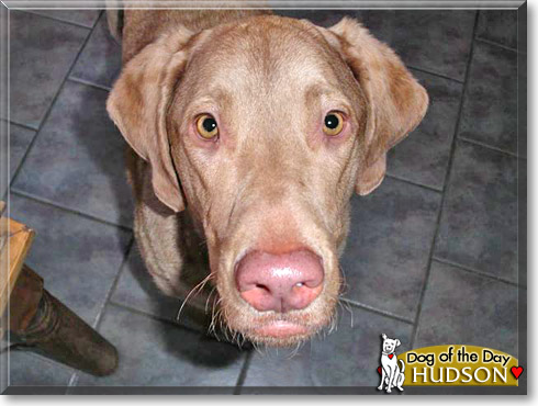 Hudson, the Dog of the Day
