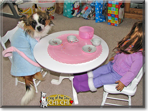 Chi-Chi Cola, the Dog of the Day Chi-Chi Cola, the Dog of the Day