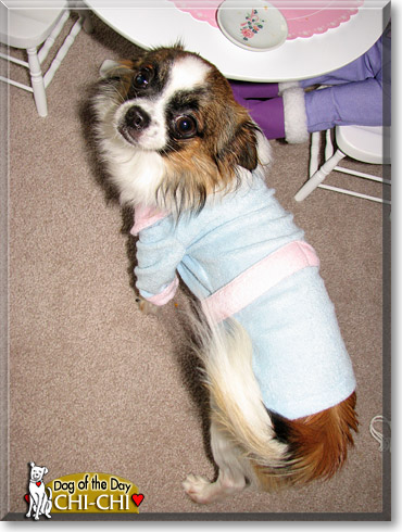 Chi-Chi Cola, the Dog of the Day Chi-Chi Cola, the Dog of the Day