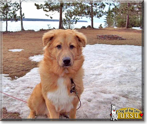 Ursu, the Dog of the Day Ursu, the Dog of the Day