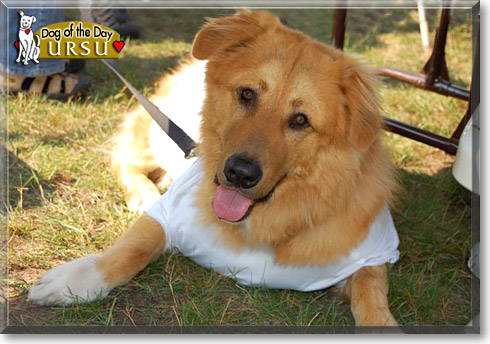 Ursu, the Dog of the Day Ursu, the Dog of the Day