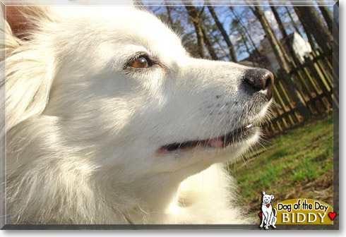 Biddy, the Dog of the Day