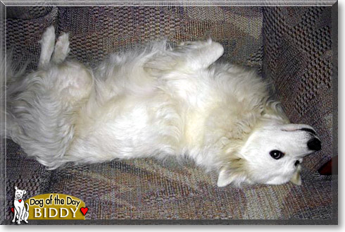 Biddy, the Dog of the Day
