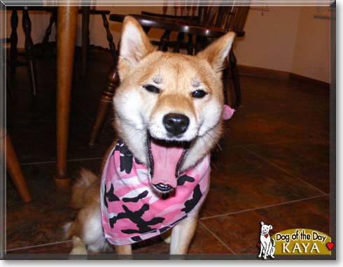 Kaya, the Dog of the Day