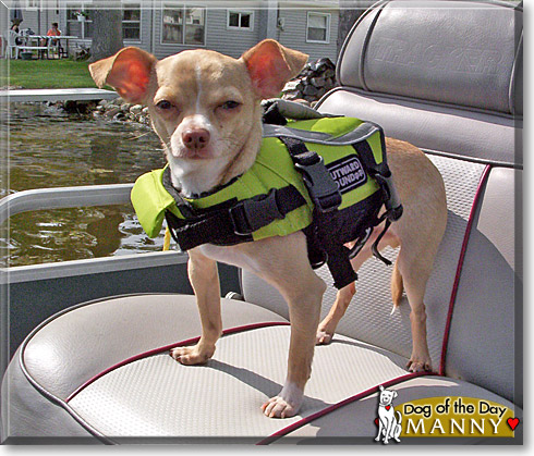 Manny, the Dog of the Day
